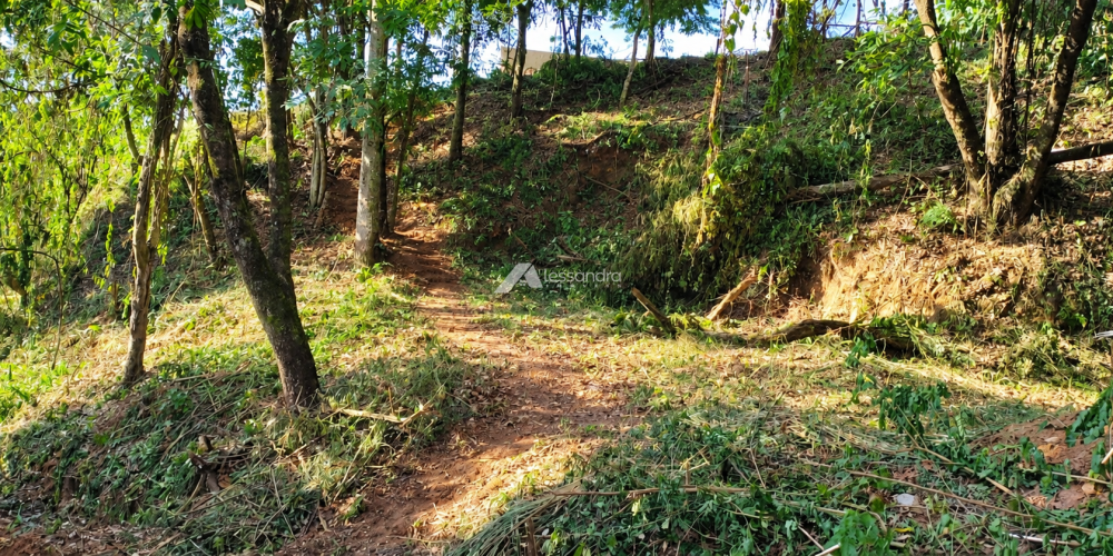 Trilha ensolarada pela floresta